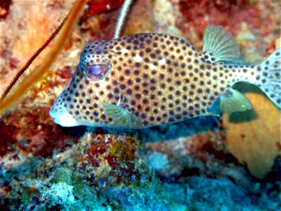 Photograph of a spotted trunkfish, Lactophrys bicaudalis