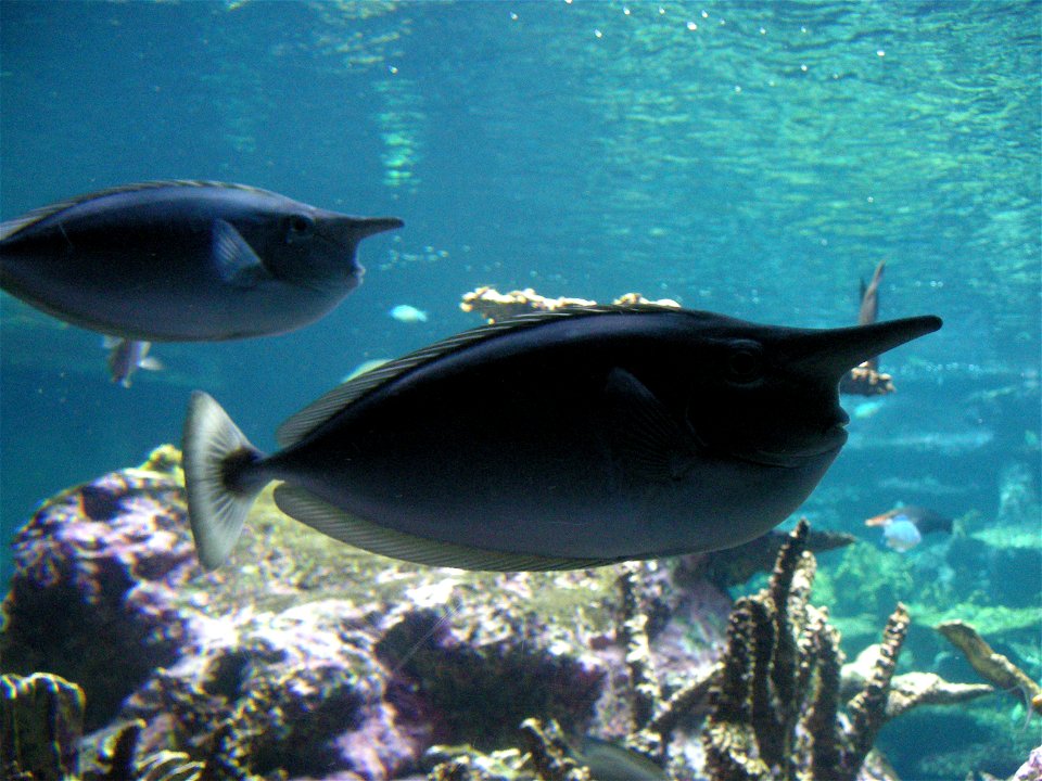 Aquarium de la Cité de la Mer à Cherbourg, Normandie