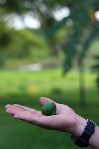 Fruit green natural