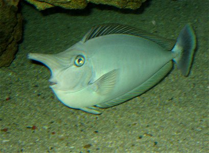 Photo of a Spotted Unicornfish taken at the Toledo Zoo.