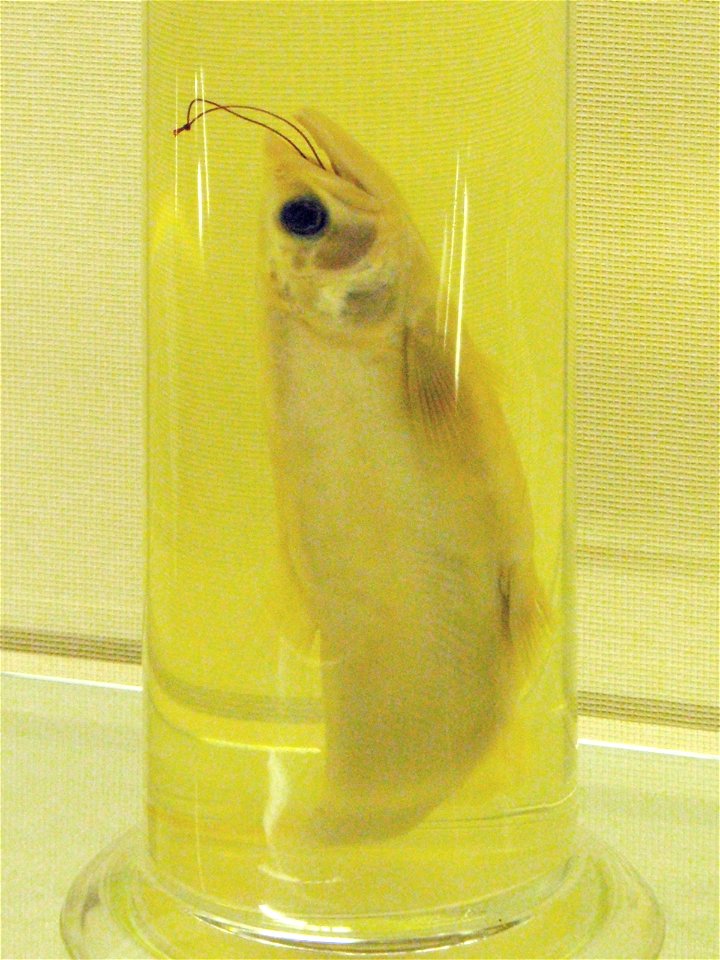 仙北市田沢湖郷土史料館に展示されているクニマス標本の一つ。