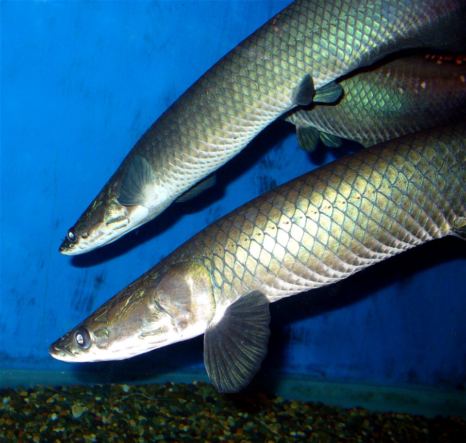 An arapaima, pirarucu, or paiche (Arapaima leptosoma), a South American tropical freshwater fish. Photo in Sevastopol, zoo aquarium.