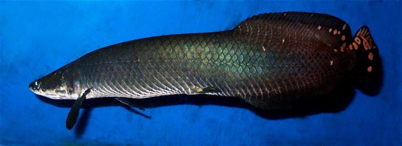 An arapaima, pirarucu, or paiche (Arapaima leptosoma), a South American tropical freshwater fish. Photo in Sevastopol, Ukraine, zoo aquarium. photo