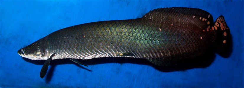 An arapaima, pirarucu, or paiche (Arapaima leptosoma), a South American tropical freshwater fish. Photo in Sevastopol, Ukraine, zoo aquarium.