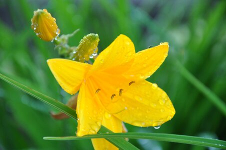 Garden flowers rain