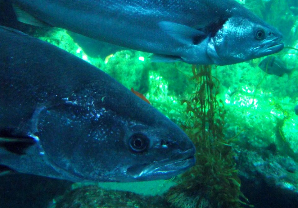 Atractoscion nobilis at the Birch Aquarium, San Diego, California, USA.
