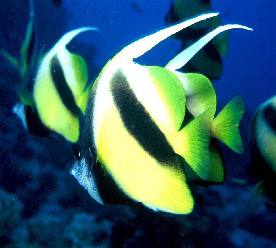 Heniochus acuminatus