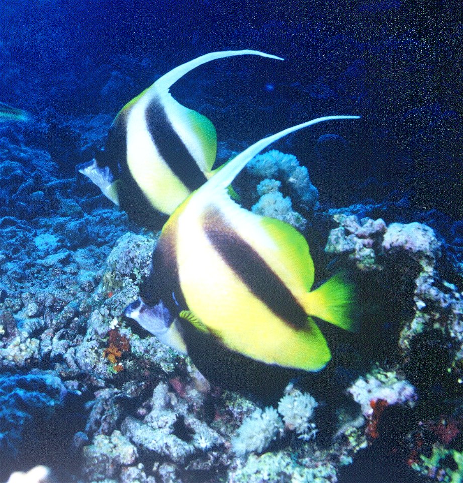 Heniochus acuminatus.