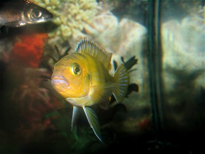 A Kenyi Cichlid