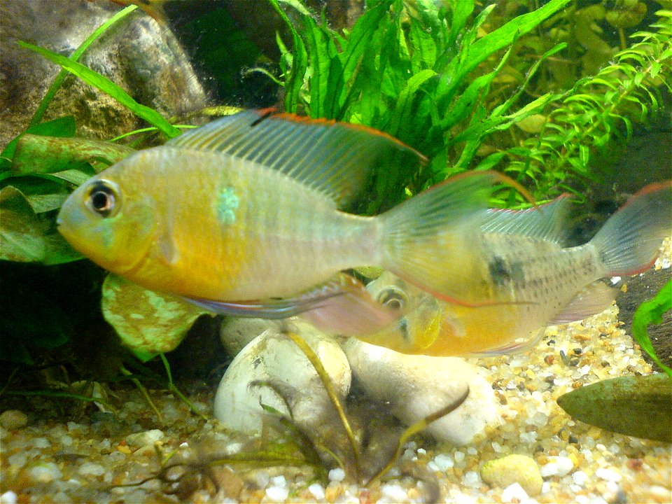 Author: Chris Walker

en:Category:Cichlid images