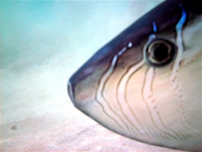 Slender sunfish - photographed in Napili Bay, Maui, Hawaii, USA photo