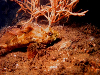 Father Lasher, short-spined sea scorpion