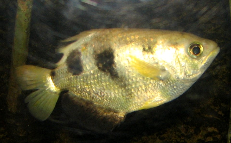 Toxotes jaculatrix