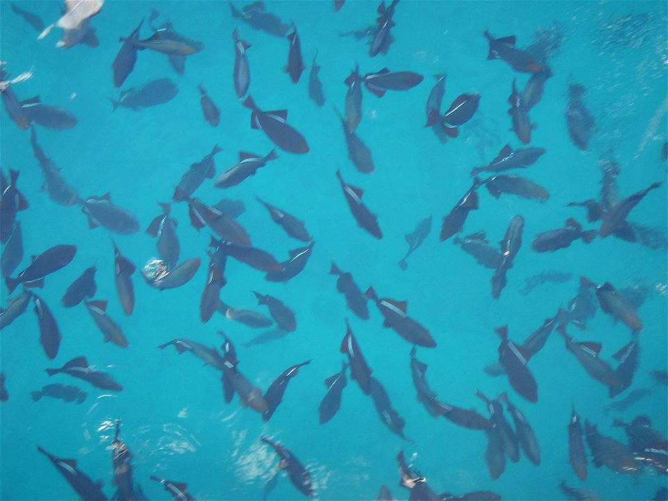 School of Black triggerfish (Melichthys niger) near Honolulu, Hawaii photo