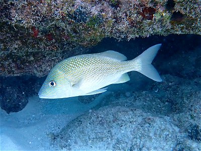 Haemulon plumierii, Looe Key, Florida Keys, Florida, USA