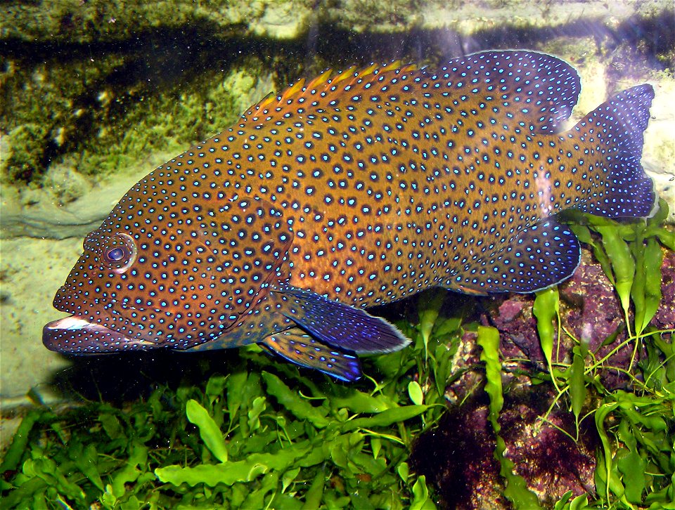 Blue-spotted grouper (Cephalopholis argus) at Bristol Zoo, Bristol, England.