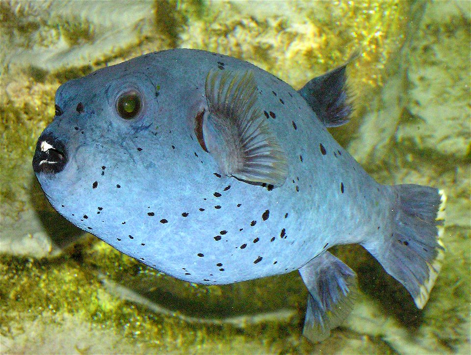 Black-spotted puffer (Arothron nigropunctatus) at Bristol Zoo, Bristol, England. Photographed by Adrian Pingstone in January 2005 and released to the public domain. photo