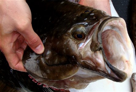Close up view of the head and mouth of a Pacific Halibut. Taken in Cook's Inlet, Alasa. photo