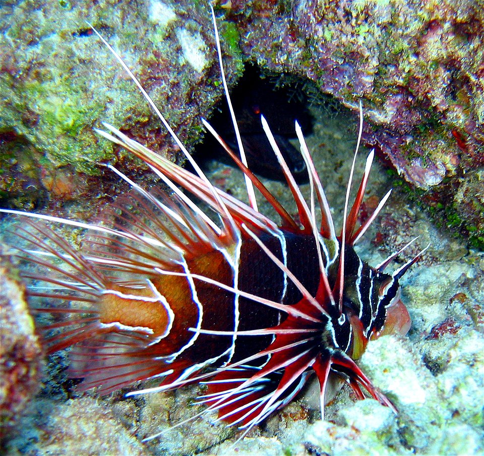 Clearfin Lionfish photo