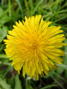 Flower dandelion spring photo