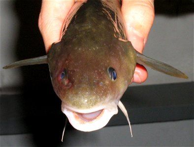 Microgadus tomcod, poulamon atlantique, poisson des chenaux