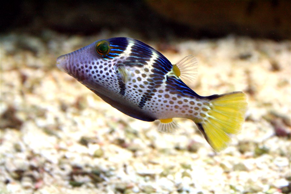 Fish Valentinni's sharpnose puffer Canthigaster valentini in Prague sea aquarium, Czech Republic