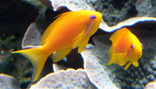 Juwelen-Fahnenbarsch (Pseudanthias squamipinnis), Weibchen photo