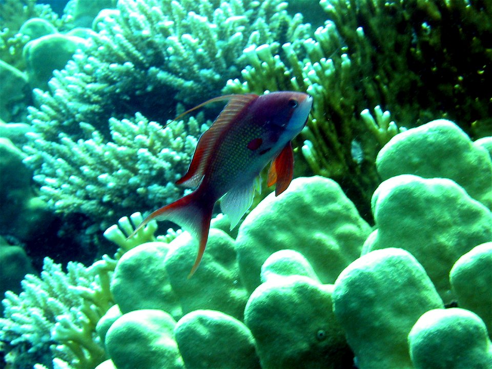 Male Sea goldie (Pseudanthias squamipinnis), Dahab, Gulf of Aqaba, Egypt. Alan Slater dahab 2003