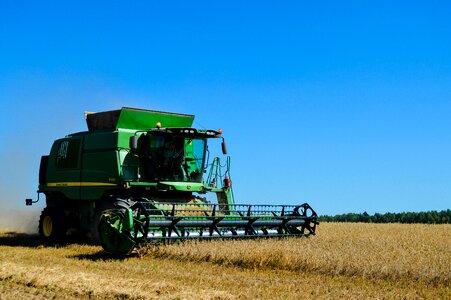 Cereals field summer