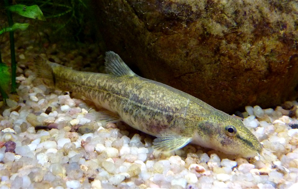 im Aquarium der Wilhelma