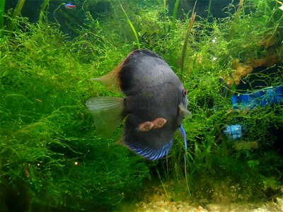An adult discus with two of its young nearby.