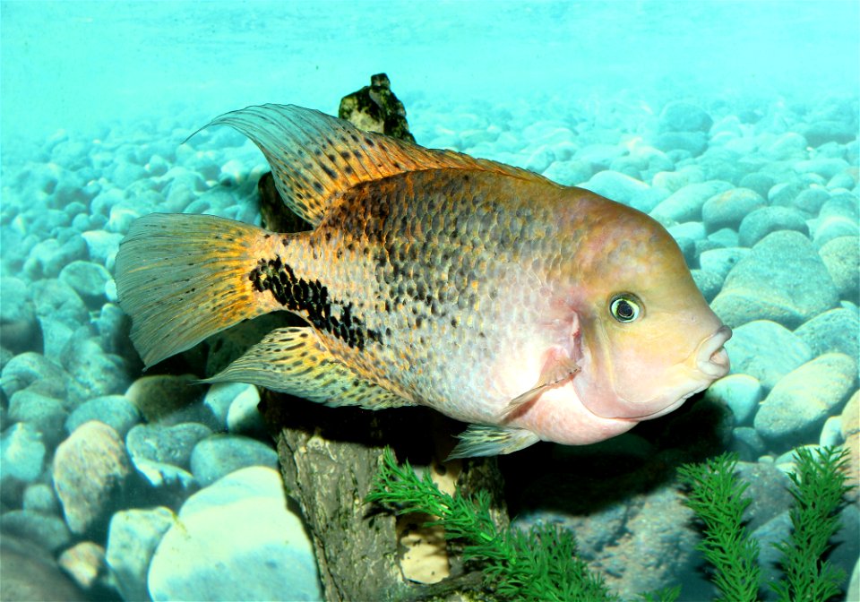 Quetzel cichlid, redhead cichlid, firehead cichlid (Paraneetroplus synspilus)