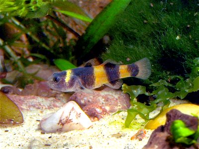 Babka Złota - Brachygobius xanthozonus
