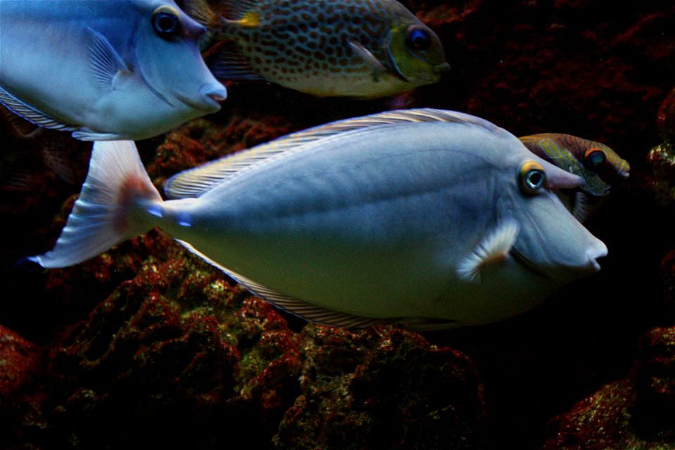 Fish Naso unicornis in Prague sea aquarium, Czech Republic