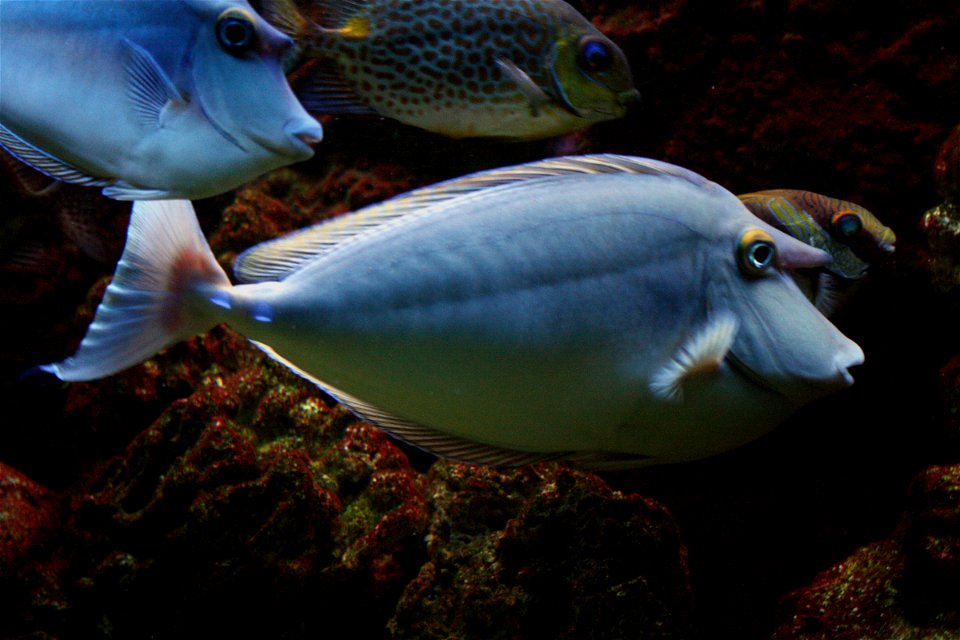 Fish Naso unicornis in Prague sea aquarium, Czech Republic photo