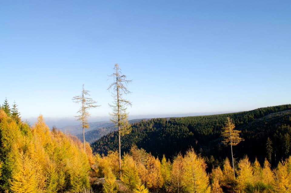Nature forest trees