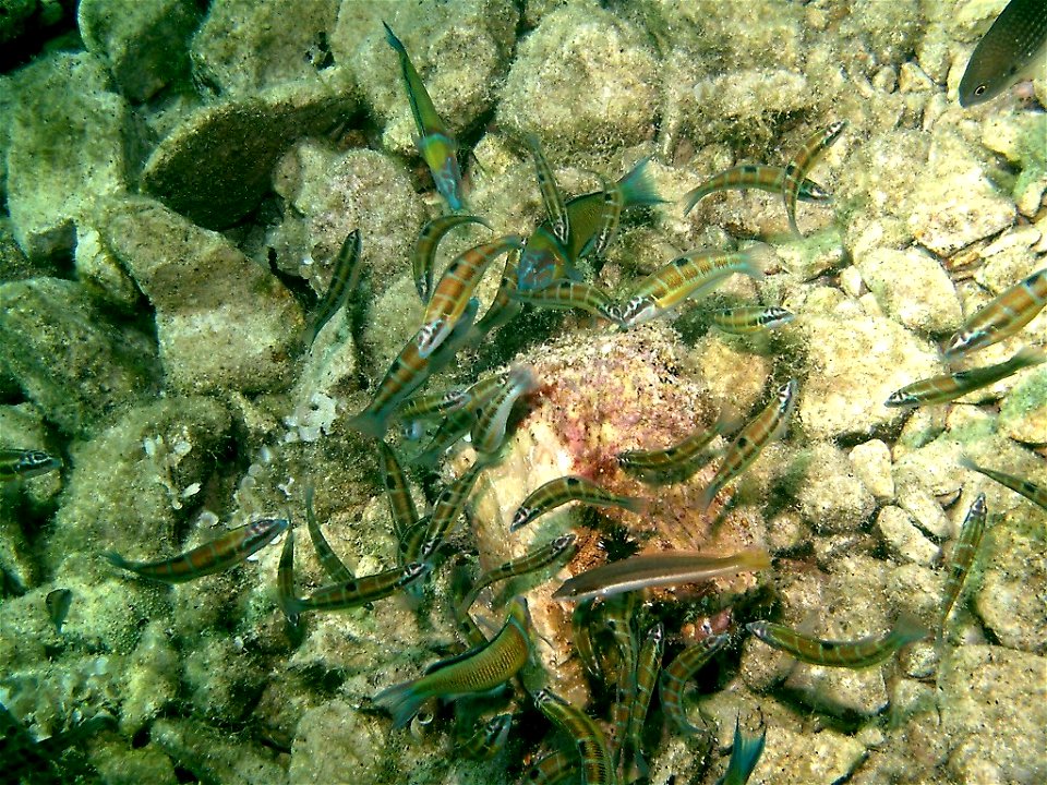 Ornate Wrasse Thalassoma pavo Attica, Greece