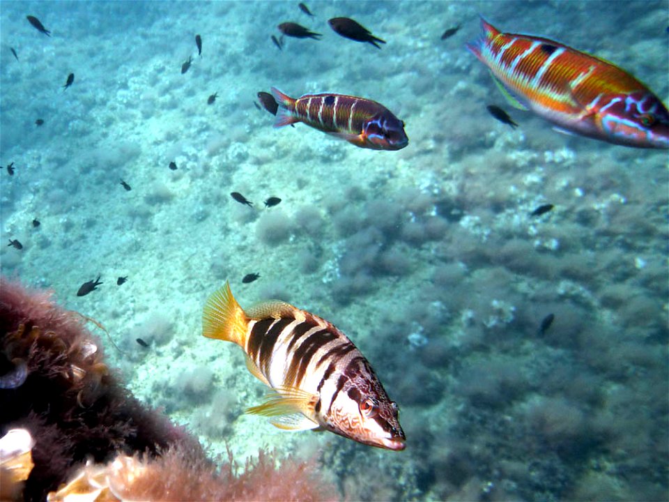 Serranus scriba, Thalassoma pavo y Chromis chromis en aguas de El Portús (Cartagena, España)