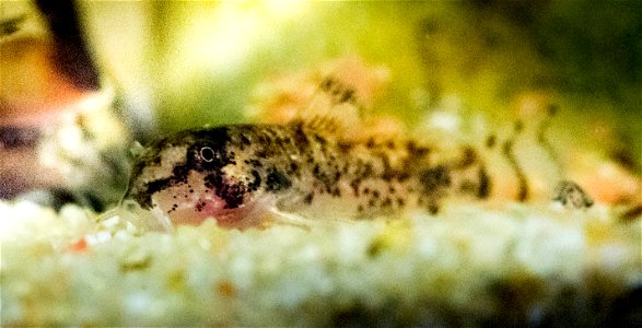 1-1,5 cm großer, 1 bis 2 Wochen alter Jungfisch der Art Corydoras habrosus photo
