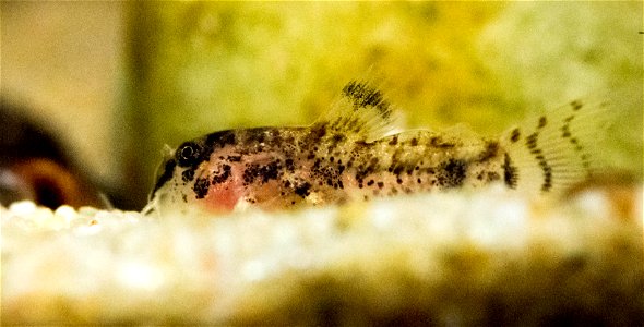 1-1,5 cm großer, 1 bis 2 Wochen alter Jungfisch der Art Corydoras habrosus photo