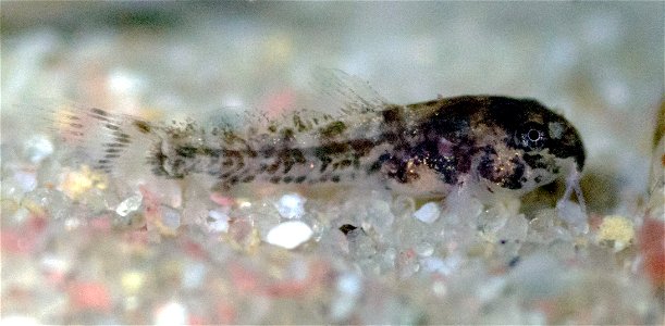 1-1,5 cm großer, 1 bis 2 Wochen alter Jungfisch der Art Corydoras habrosus