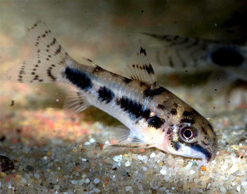 Corydoras habrosus - ein erwachsenes Männchen