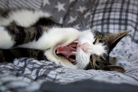 Yawn rest relaxation photo