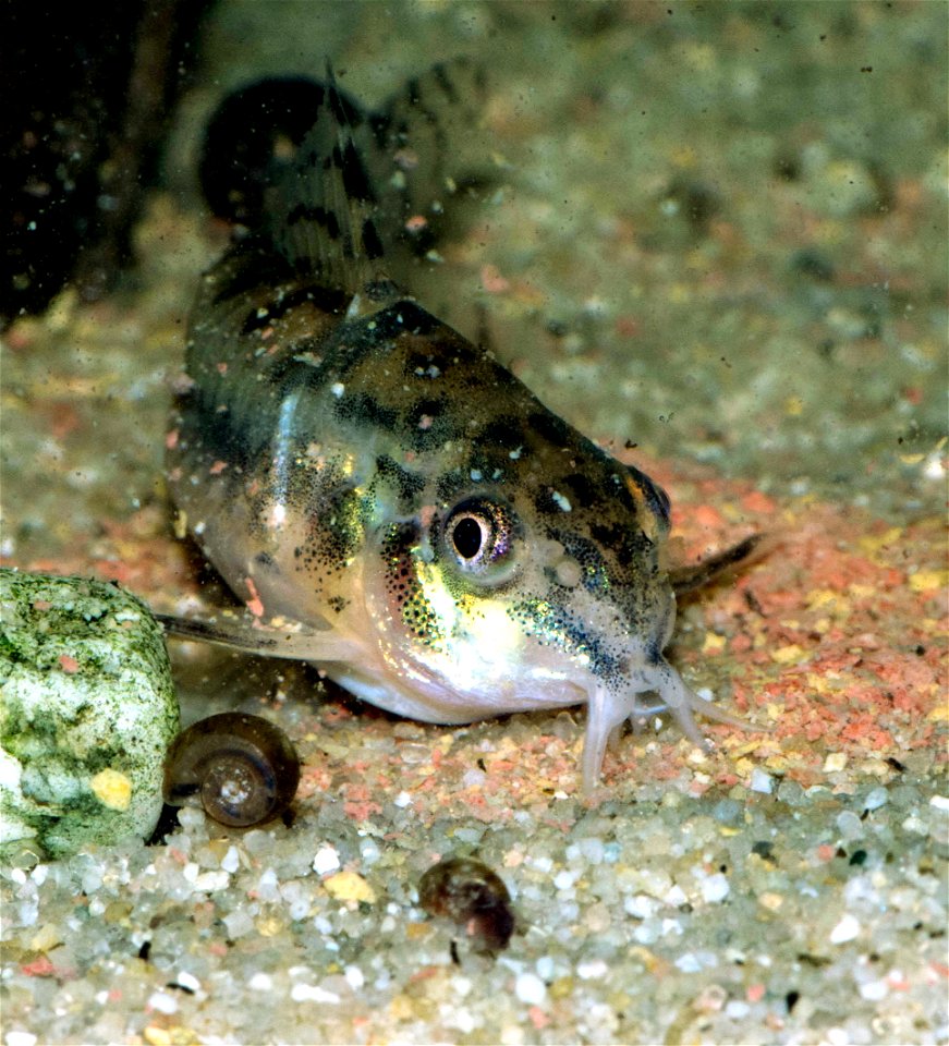 Corydoras habrosus - Kopf eines Weibchens, fotografiert bei der Fütterung