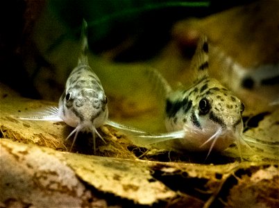 Corydoras habrosus - links ein Männchen, rechts ein Weibchen, hier erkennbar am Größenunterschied photo