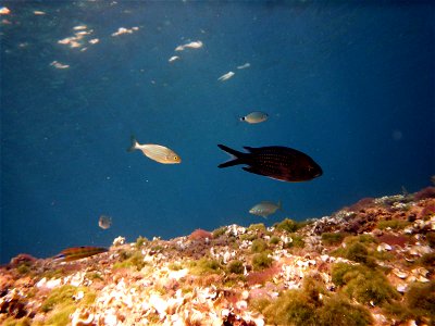 Chromis chromis en El Portús (Cartagena, Spain)