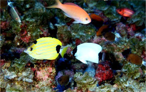 Deep reef at 200 ft. off Pearl and Hermes Atoll dominated by Hawaiian endemic reef fish species. Clockwise from top left: Redtail wrasse (Anampses chrysocephalus), Thompson's Anthias (Pseudanthias tho photo