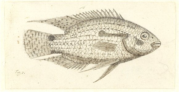 IdentificatieTitel(s): Tropische vis Chromis epseObjecttype: tekening Objectnummer: RP-T-1895-A-3105VervaardigingVervaardiger: tekenaar: Johannes le Francq van BerkheyDatering: 1739 - 1812Fysieke kenm photo