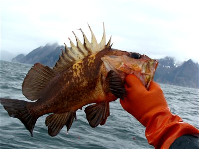 Quillback Rockfish just caught in the Gulf of Alaska photo
