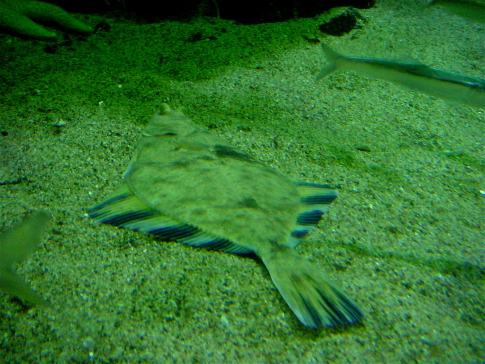 Starry flounder (Platichthys stellatus)